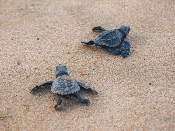 liberación de tortugas en puerto escondido rio adventure mexico