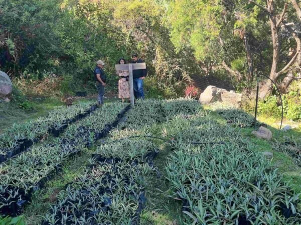 tour rural a huertos en malinalco rio adventure mexico